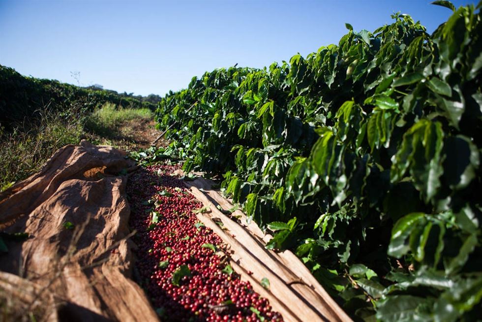 Safra de café em Minas deve ficar até 42% menor em 2021