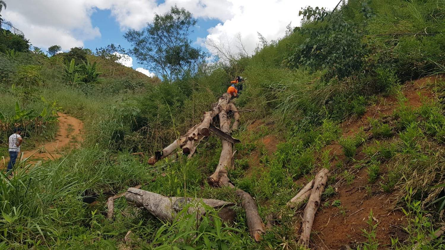 Home morre ao ser atingido por eucalipto em Vila De Fátima