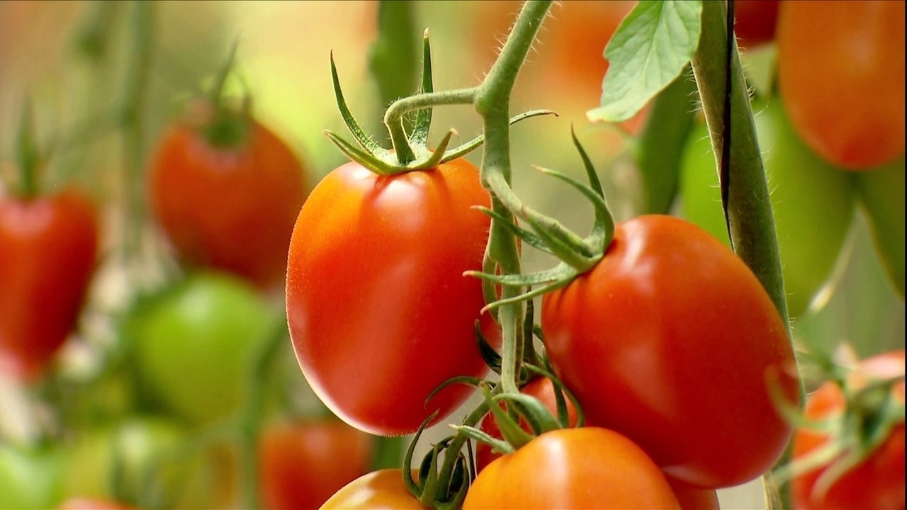 Produtor de Manhuaçu é referência na produção de tomates semi-orgânicos; VEJA VÍDEO