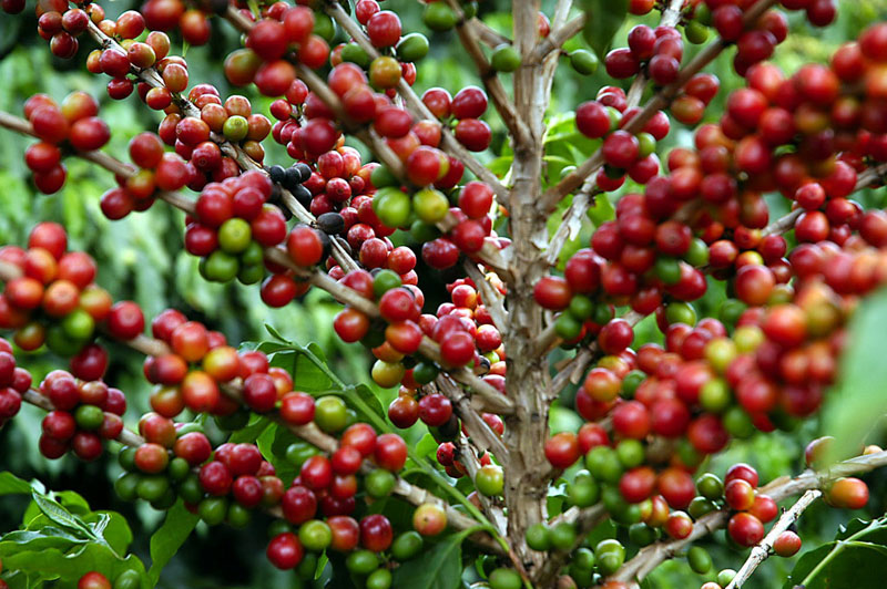 Após recorde histórico, BDMG anuncia R$ 355,5 milhões para nova safra de café