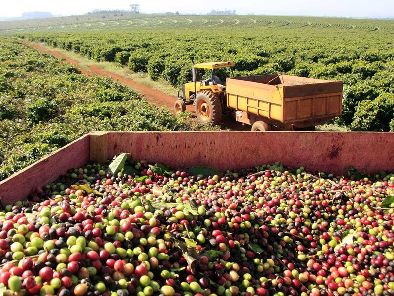 Colheita de café dos cooperados da Cooxupé atinge 79,3% da área