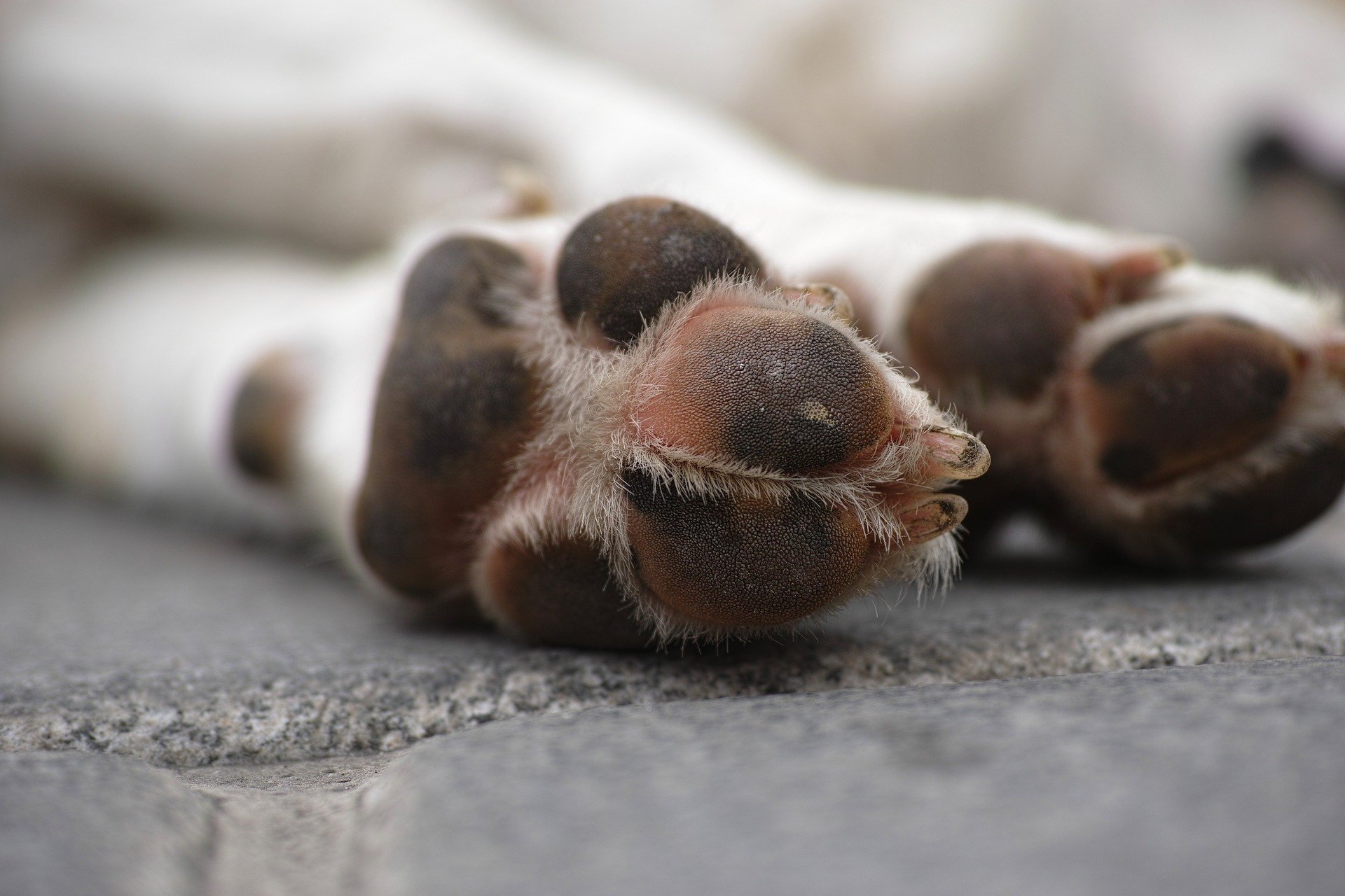 Vereador quer que animais de rua sejam alimento de leão e onça em zoológico