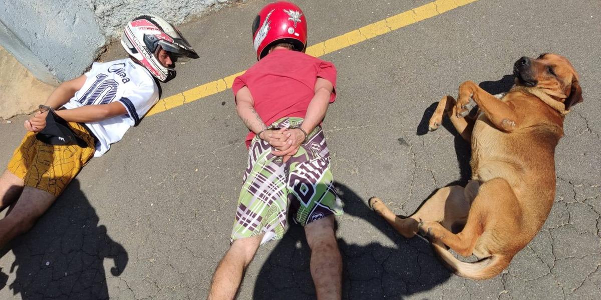 Foto de cachorro caramelo se rendendo para a polícia