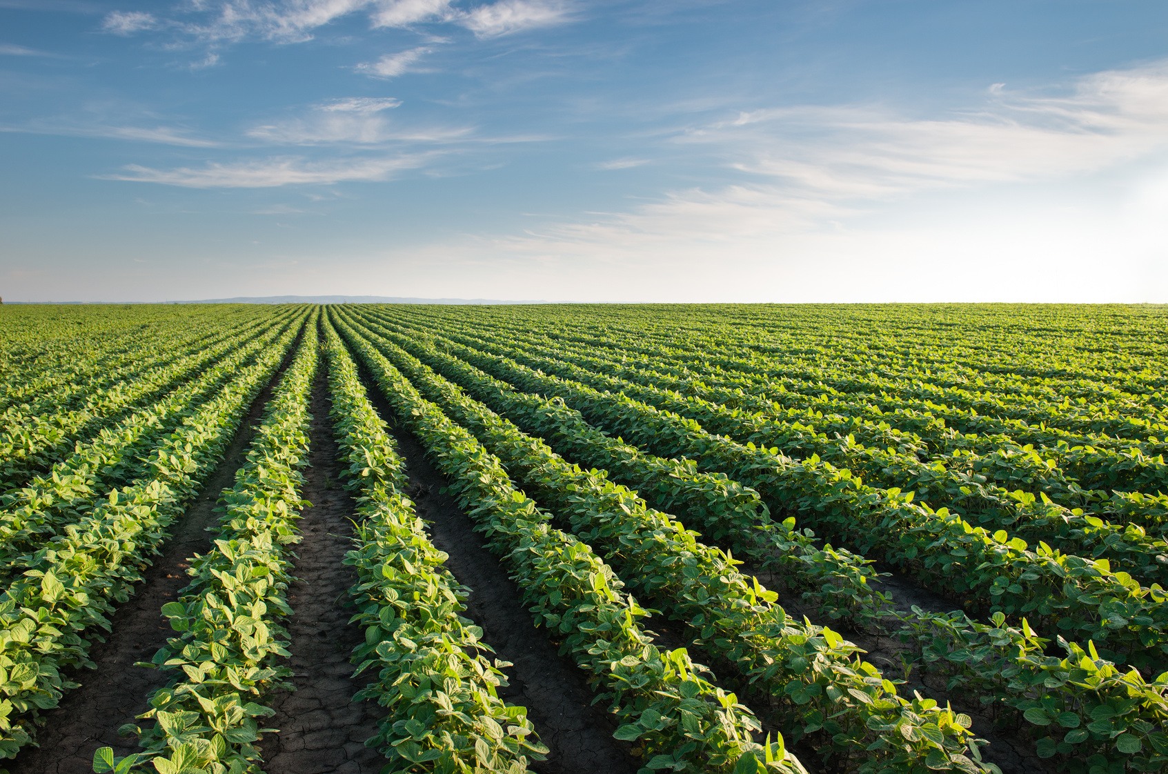 Ministério lança portal sobre ecossistema de inovação agro no país