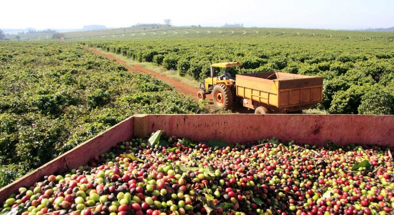 Produtores das Matas de Minas vão receber compradores internacionais de café