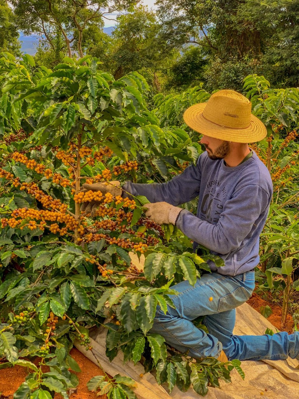 Coffee Of the Year 2022 tem 16 produtores atendidos pelo ATeG Café+Forte nas Matas de Minas e Caparaó