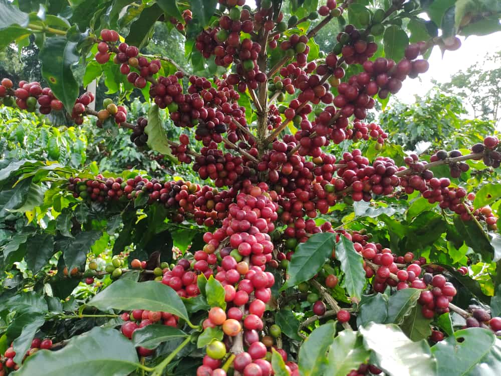 CNA e Faemg promovem concurso de Cafés Diferenciados