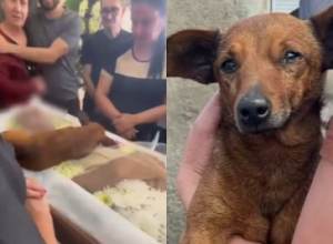 Cachorro percorre 12km até enterro do dono para se despedir