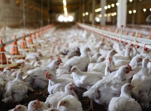 ICC-Producao-de-aves-sem-antibioticos-e-a-relacao-com-o-conceito-de-one-health-e-tema-de-simposio-no-PSA-Latam-divulgacao