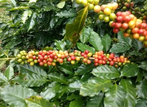 Inscrições para o 20º Concurso de Qualidade do Café da região de Manhuaçu estão abertas