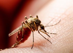 Zika,Virus,Infected,Mosquito,Bite..,Leishmaniasis,,Encephalitis,,Yellow,Fever,,Dengue,
