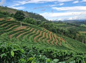 Nas Matas de Minas, cafeicultores transformam a atividade
