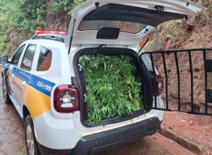 Polícia Militar prende homem com plantação de maconha em Caparaó