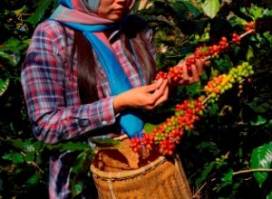 Raw or ripe Arabica and Robusta and organic coffee berries beans with agriculturist hands. Farmer crop fruit at farm in Java.