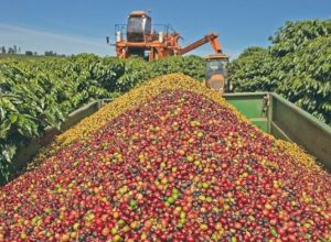 coffee_750x_68bc59c324417