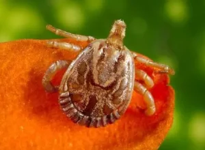 febre-maculosa