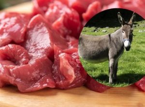 provincia-ya-se-vende-carne-burro-una-alternativa-mas-1132538-155130