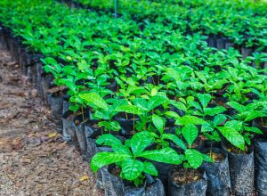 seedlings-of-coffee-plants-in-a-nursery-scaled